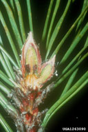 Brown necrotic lesions at the basis of a bud
