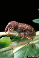 root-boring weevil (<em>Hylobius transversovittatus</em>) adult(s) on purple loosestrife (<em>Lythrum salicaria</em>)