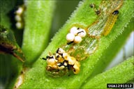 Eggs and larvae