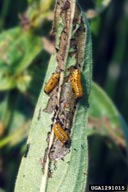 Feeding on leaves