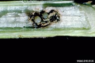 root-boring weevil (<em>Hylobius transversovittatus</em>) egg(s) on purple loosestrife (<em>Lythrum salicaria</em>)