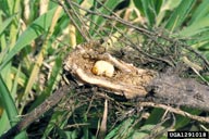 In root