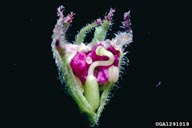In flower bud