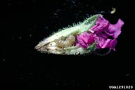 In flower bud