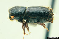 Ron Long, Simon Fraser University,  Bugwood.org