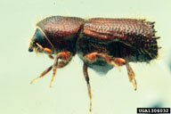 Ron Long, Simon Fraser University,  Bugwood.org