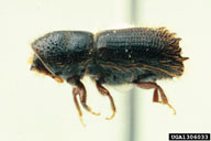 Ron Long, Simon Fraser University,  Bugwood.org