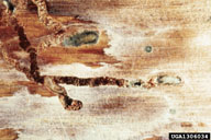 Ron Long, Simon Fraser University,  Bugwood.org