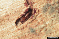 Ron Long, Simon Fraser University,  Bugwood.org