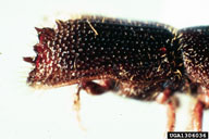 Ron Long, Simon Fraser University,  Bugwood.org