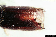 Ron Long, Simon Fraser University,  Bugwood.org