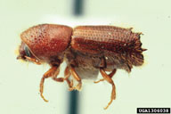 Ron Long, Simon Fraser University,  Bugwood.org