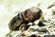 Ron Long, Simon Fraser University,  Bugwood.org