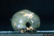 Ovipositing female