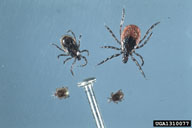 adults and nymphs with straight pin