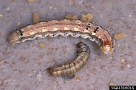 Cell lines from budworms, Heliothis virescens, are being used to grow highly infective baculoviruses like the one that killed the smaller caterpillar.