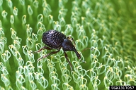 Adult