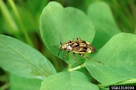 on clover.