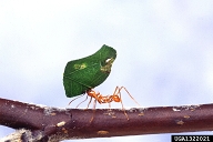 Leaf-cutting ants are the primary herbivores of tropical areas such as Central America. they can be serious agricultural pests