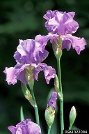 Purple iris, Iris pallida.