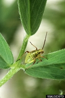 a serious pest of alfalfa being grown for seed.