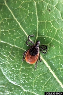 blacklegged tick (<em>Ixodes scapularis</em>) adult(s)