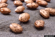 common bean