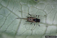 Whitney Cranshaw, Colorado State University,  Bugwood.org Winged adult on Lettuce.