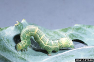 Late instar larva