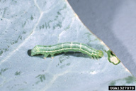 Early instar larvae and damage (windowpaning)