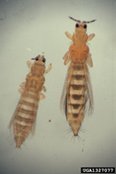 Smaller, tan thrips on left is the onion thrips (Thrips tabaci). Larger yellowish thrips on the right is the western flower thrips (Frankliniella occidentalis).