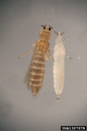 Adult and immature thrips (Thrips tabaci). The adult on left has four wings lined with long hairs. Immatures are wingless and generally are light colored. Immatures are generally light colored without wings. Adults vary in color and have four wings lined with long hairs.