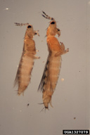 Thrips tabaci (on left) and F. occidentalis (on right) adults. Thrips sp. have a prominant row of hairs at the back of the first segment behind the head. Frankliniella sp. have a prominant row of hairs at the back and front edge of this segment.