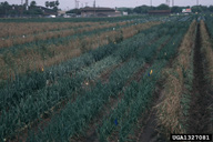 Thrips damage on onions. Light colored areas are the result of heavy feeding by thrips on the onion leaves.