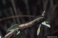 Late instar larva