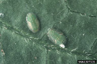 Immature psyllids on leaf