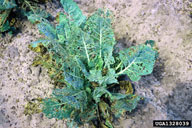 diamondback moth (<em>Plutella xylostella</em>) damage on cabbage collards and kale (<em>Brassica oleracea</em>)