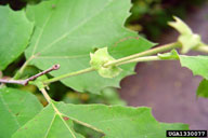 Leafy bract which encircles the twig
