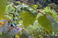hickory horned devil (<em>Citheronia regalis</em>) larva(e)