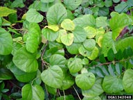 redberry moonseed