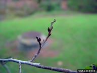 Winter bud