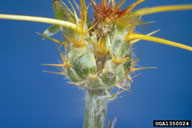 yellow starthistle hairy weevil (<em>Eustenopus villosus</em>) egg(s) on yellow starthistle (<em>Centaurea solstitialis</em>)