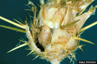 yellow starthistle hairy weevil (<em>Eustenopus villosus</em>) pupa(e) on yellow starthistle (<em>Centaurea solstitialis</em>)