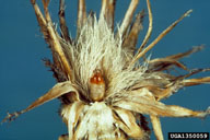 in seedhead