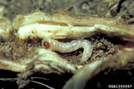 in a knapweed root