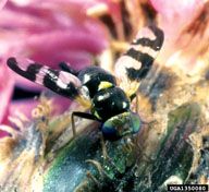 knapweed seed head fly (<em>Urophora quadrifasciata</em>) adult(s)
