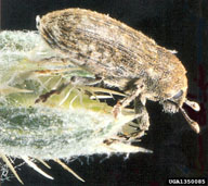 broad-nosed knapweed seed head weevil (<em>Bangasternus fausti</em>) adult(s)