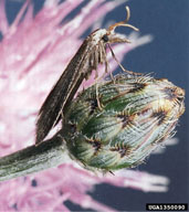 brown-winged knapweed moth (<em>Pterolonche inspersa</em>) adult(s)