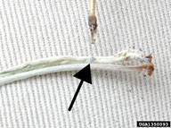 bronze knapweed root borer (<em>Sphenoptera jugoslavica</em>) egg(s)