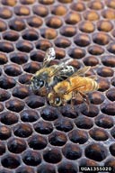 An Africanized honey bee (left) and a European honey bee on honeycomb. Despite color differences between these two bees, normally they can't be identified by eye.